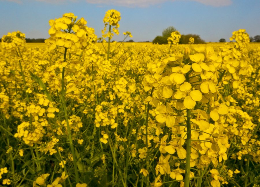 Optical sensors could provide early warning of beetle infestation in OSR - Vimarsana News