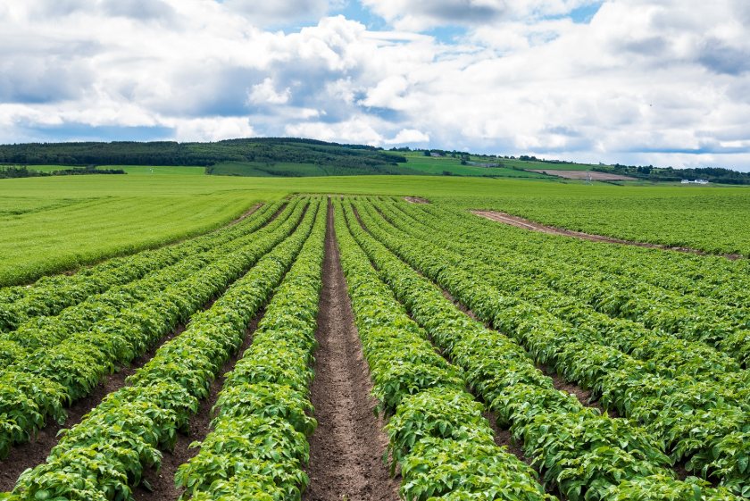 Report warns of challenges to Scottish seed potato sector - Vimarsana News