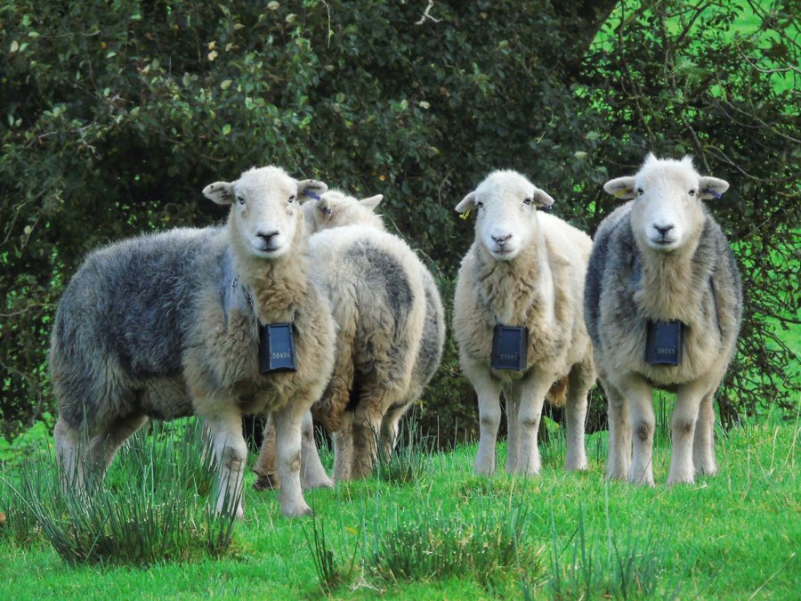 Herdwick sheep fitted with 'no-fence' collars to help farm birds thrive - Vimarsana News