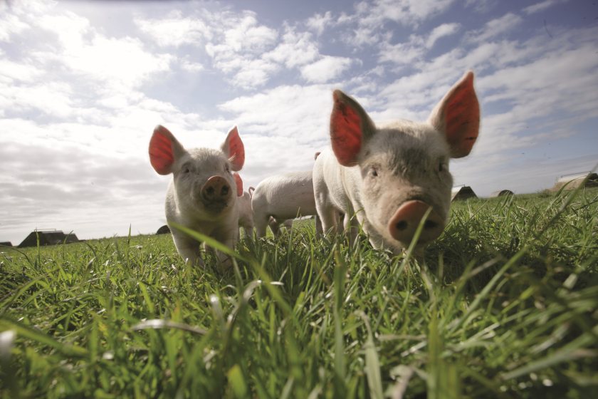 Scottish pig sector launches new effort against African swine fever - Vimarsana News