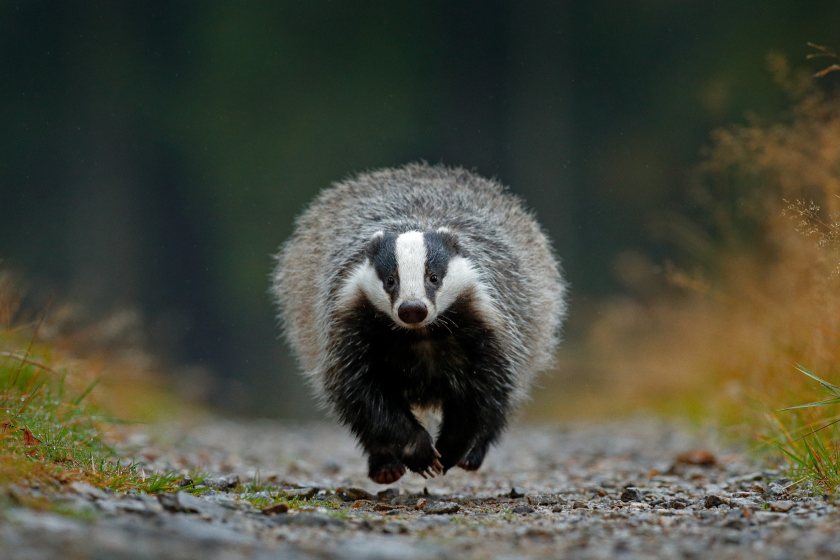Over one in five roadkill badgers in NI test positive for bTB - Vimarsana News