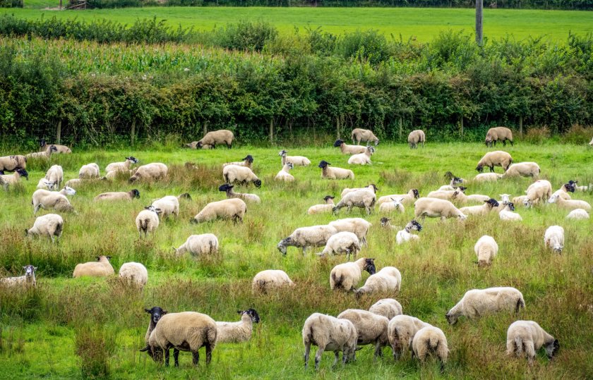 Belgium becomes second EU country to authorise bluetongue vaccine - Vimarsana News