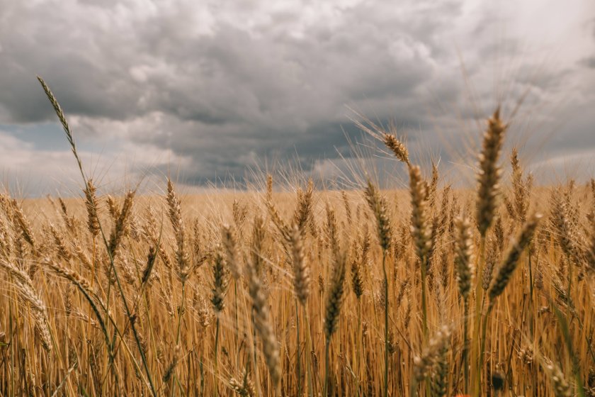 Arable farmers face losing 'nearly a billion' due to wet winter - Vimarsana News