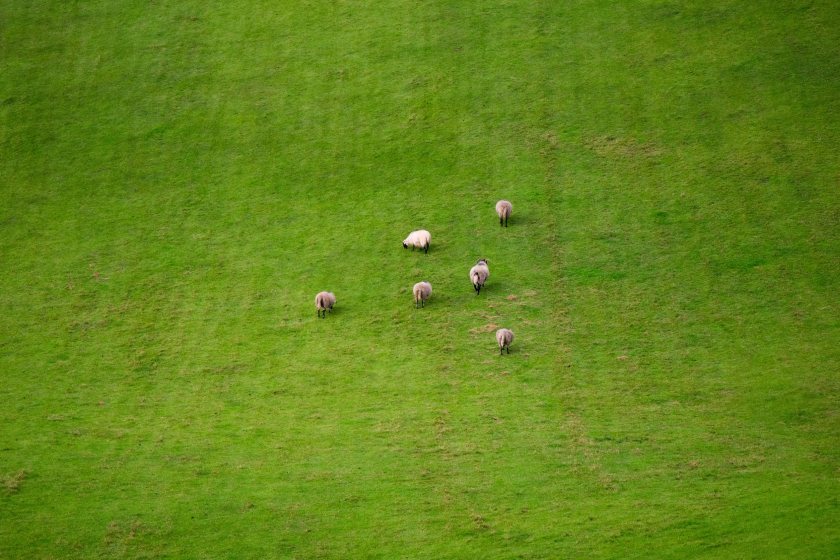 Concerns raised over lack of support for NI sheep farmers