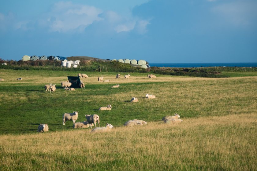 Irish farm leaders call for import pause as bluetongue rises in GB