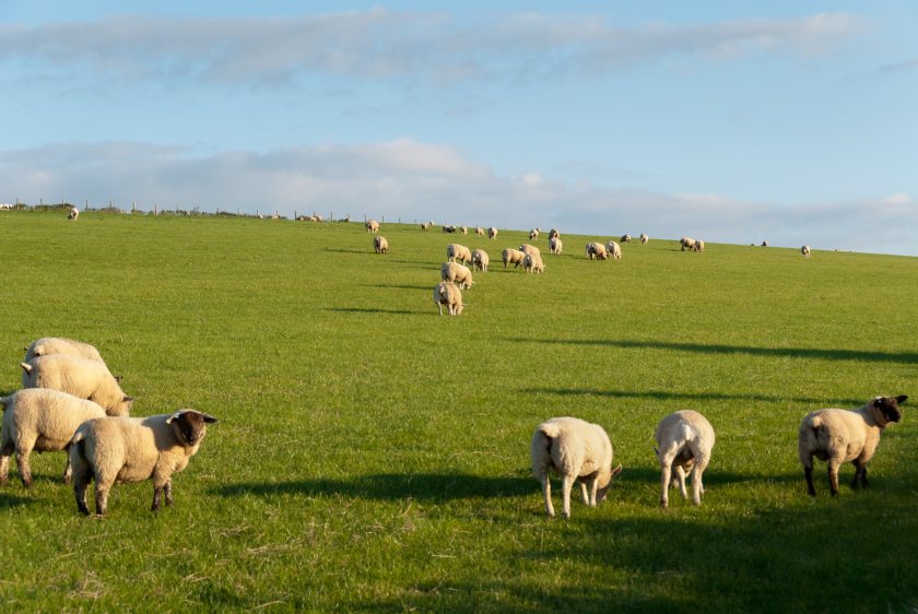 Government extends bluetongue 'restricted zone' to seven counties