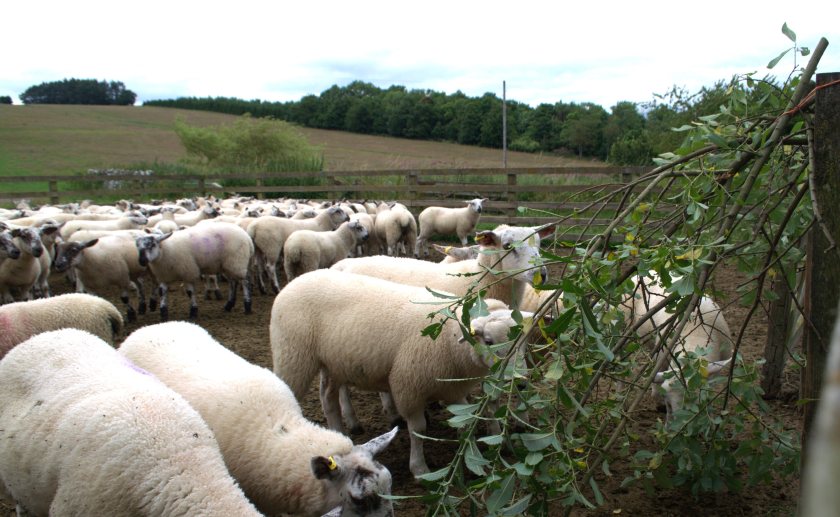 Field lab explores willow as natural supplement for young lambs