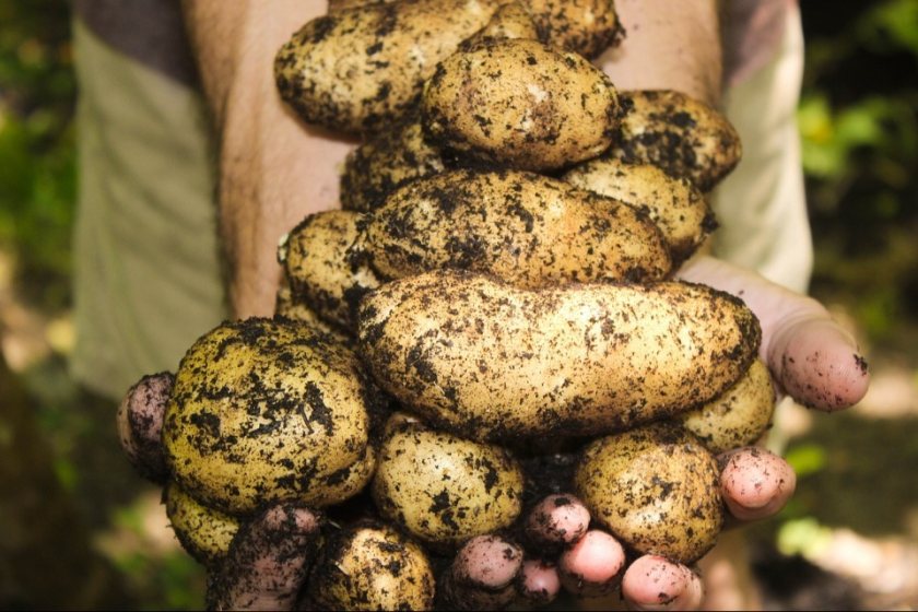 New £15m scheme aims to redirect surplus food from farms to charities ...