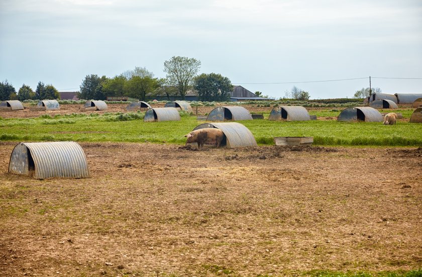Pig sector warns of huge risk as audit confirms UK biosecurity failings