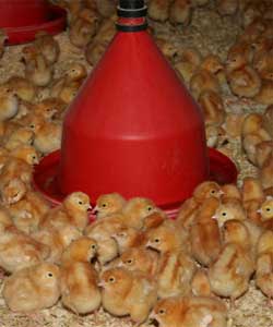 Vaccination of poultry - All you ever wanted to know Vaccination of poultry - All you ever wanted to know