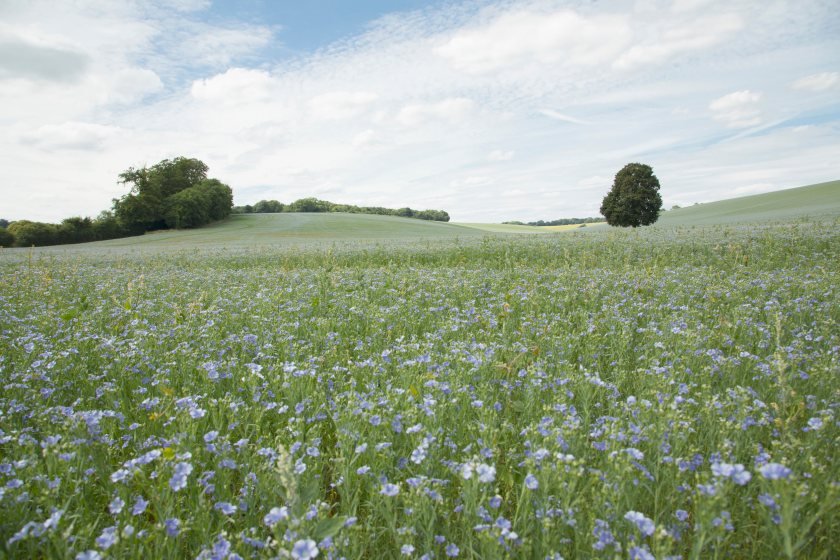 UK farmers offered record £600/t contracts to boost linseed production