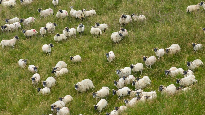 Scottish Borders farmers invited to shape bluetongue virus policy