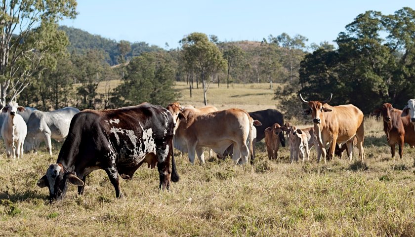 Australia's livestock sector retreats from 2030 climate pledge