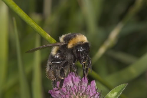 Sainsbury’s sow the seed for wildlife at home Sainsbury’s sow the seed for wildlife at home