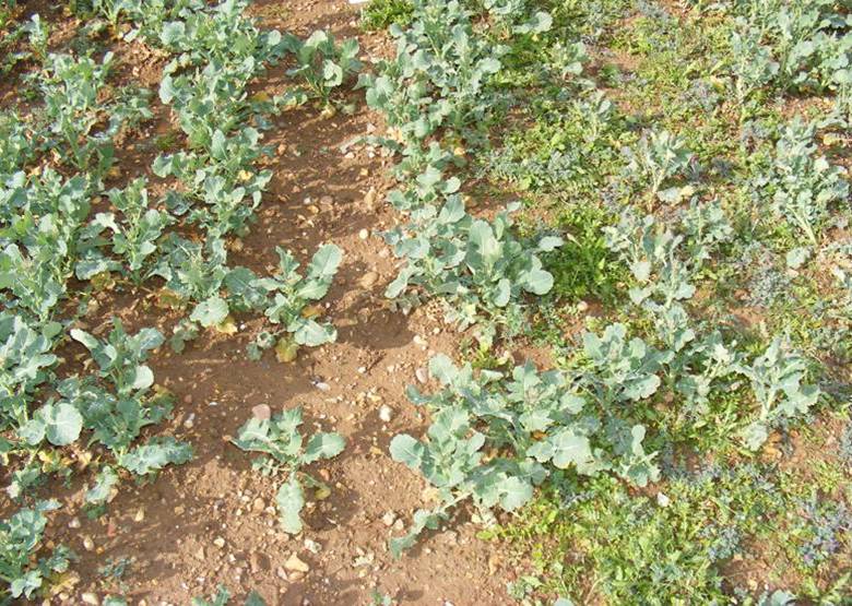 Shadow A New Winter Oilseed Rape Herbicide With A Trio Of Actives Farminguk News