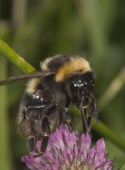 Worcestershire vegetable farmers find rare bumble bee Worcestershire vegetable farmers find rare bumble bee