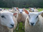 FarmingUK