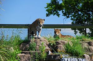 Chester Zoo Chester Zoo