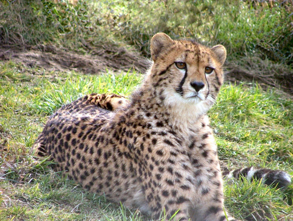 Exmoor Zoo Exmoor Zoo