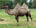 Cotswold Wildlife Park Cotswold Wildlife Park