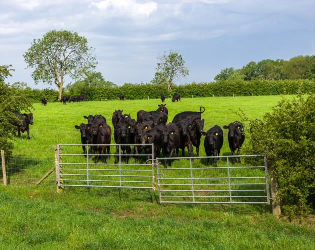 Mount Pleasant Farm