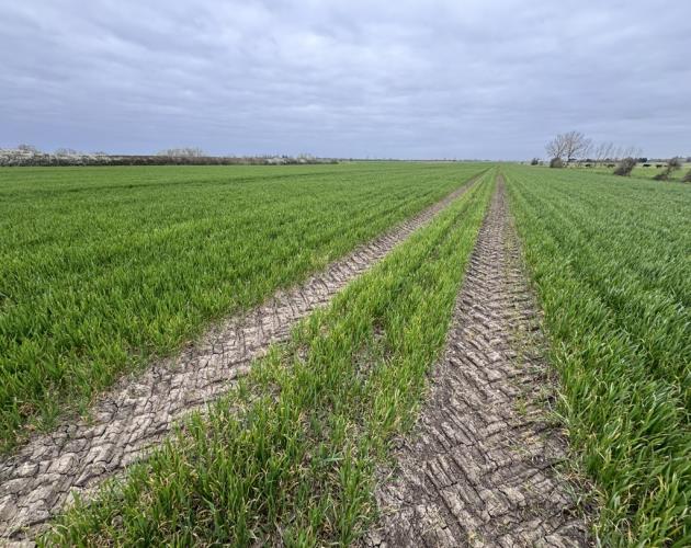 Arable Land At Coveney - Lot 1