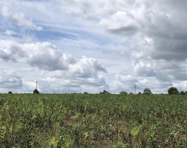 Land Off Kimbolton Road