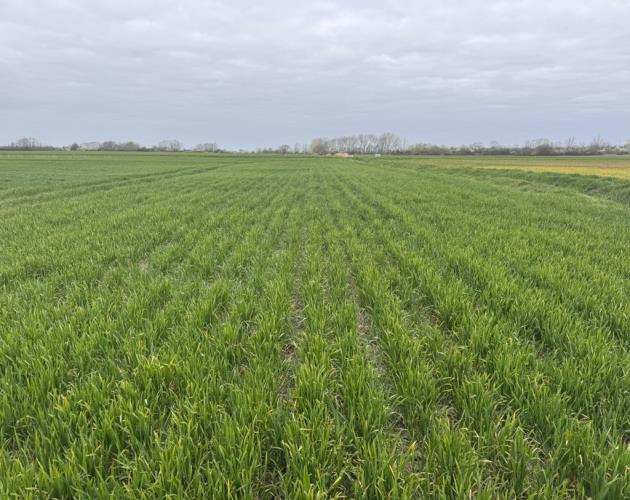 Arable Land At Coveney - Lot 1