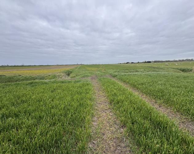 Arable Land At Coveney - Lot 1