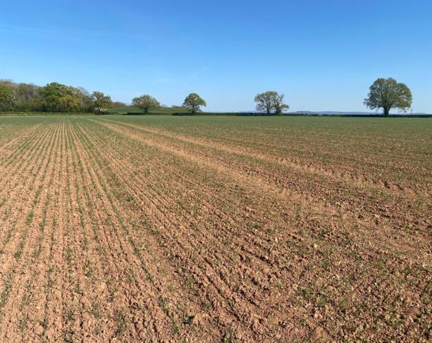 Arable Land Near Churcham