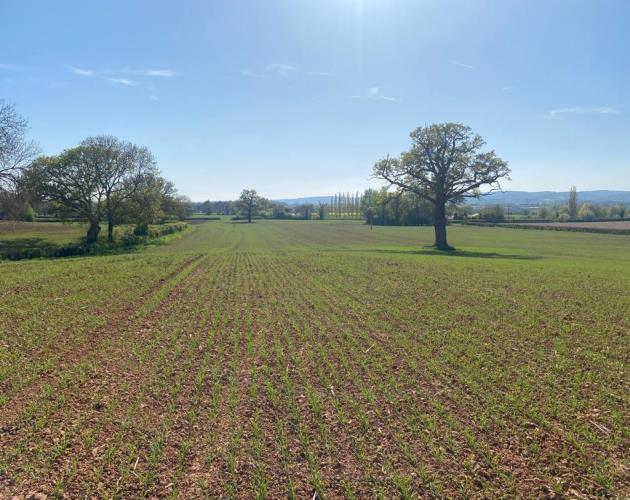 Arable Land Near Churcham