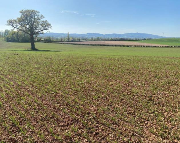Arable Land Near Churcham