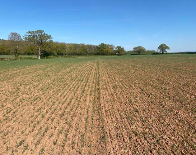 Arable Land Near Churcham