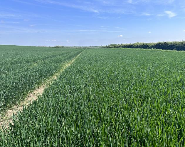 Arable Land At Coveney