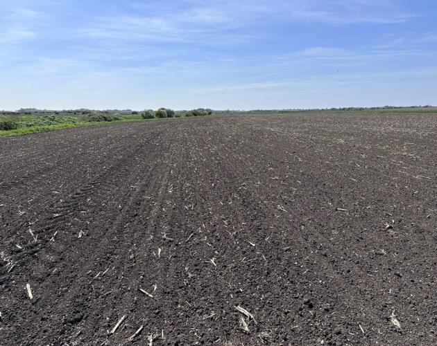 Arable Land At Coveney