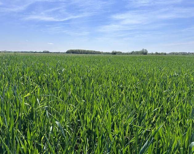 Arable Land At Coveney