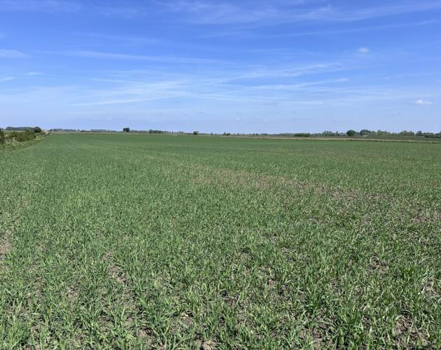 Arable Land At Coveney