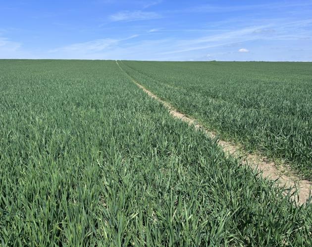 Arable Land At Coveney