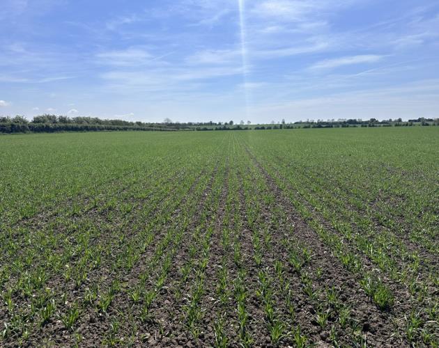 Arable Land At Coveney