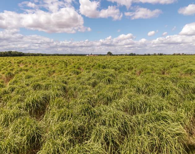112.24 Acres (45.42 Hectares)