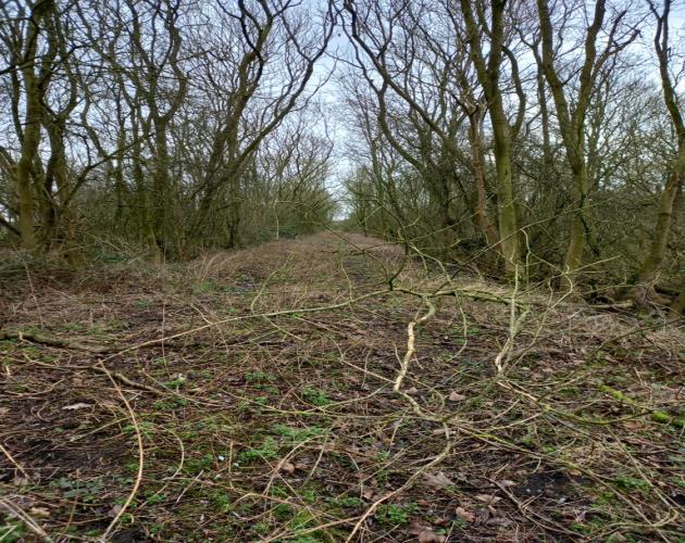 16.59 Acres Of Woodland