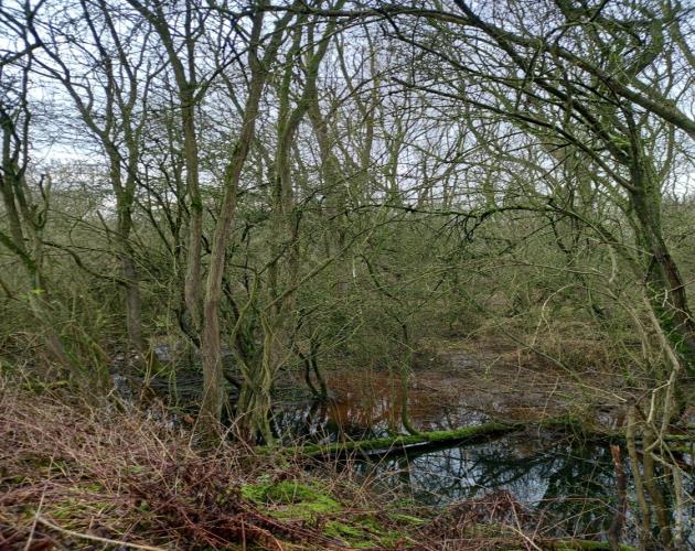 16.59 Acres Of Woodland