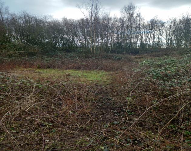 16.59 Acres Of Woodland