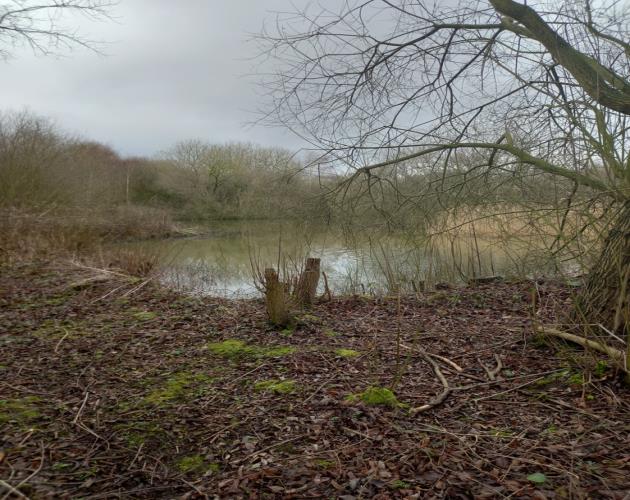 16.59 Acres Of Woodland