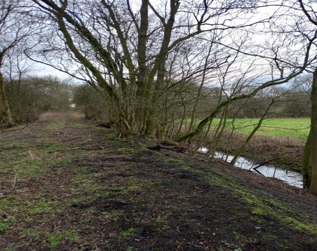 16.59 Acres Of Woodland