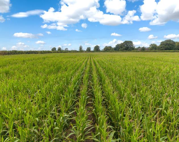 Agricultural Land At Greenhedge Farm