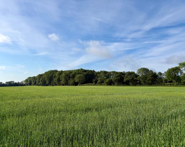 Arable Land At Wissett (Lot 2)