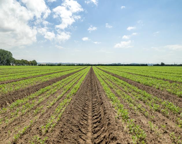 Stan White Farms