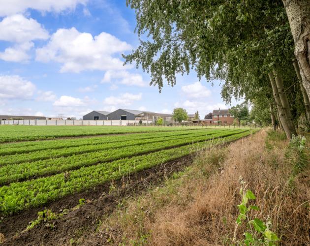 Stan White Farms