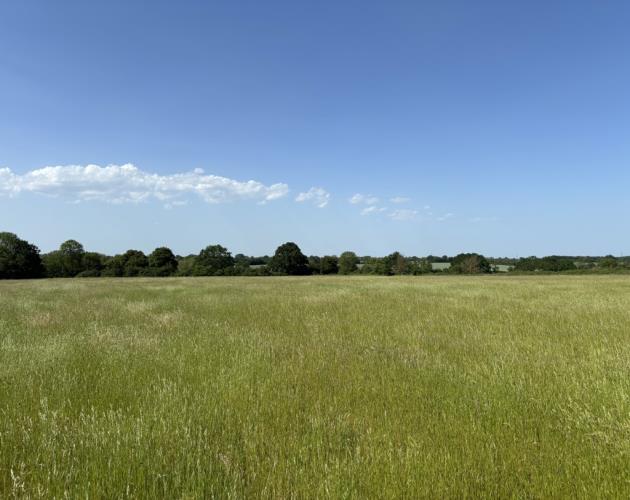 Grassland Off Jolly's Way